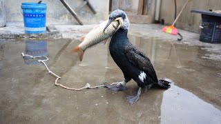 Hungry Cormorant Enjoys Carp Meal#Cormorant #Fishing