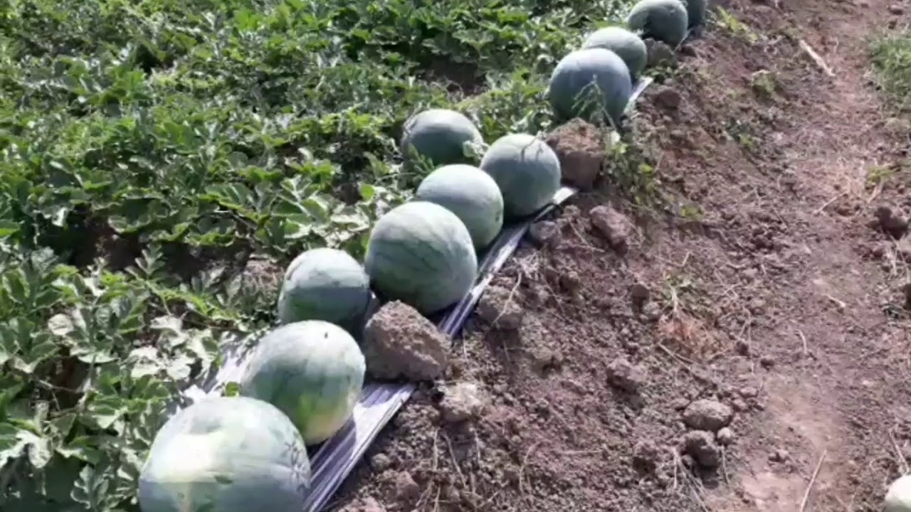 Panen semangka pertama untuk 1000 pohon