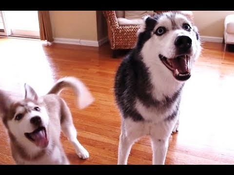 Husky Dog Duet - Mishka & Laika