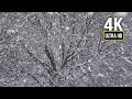 4K Relaxing Snowstorm in the Park. Blizzard Sounds for Sleep, Relaxation &amp; Staying Cool