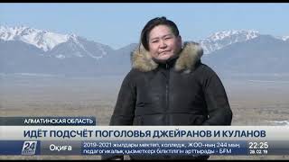 Краснокнижных животных пересчитывают в нацпарке «Алтын-Эмель» Краснокнижных животных пересчитывают в нацпарке «Алтын-Эмель»