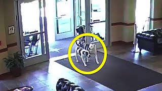 Escaped Pit Bulls Walked Into A Hospital, Leaving Onlookers Stood Frozen To The Spot