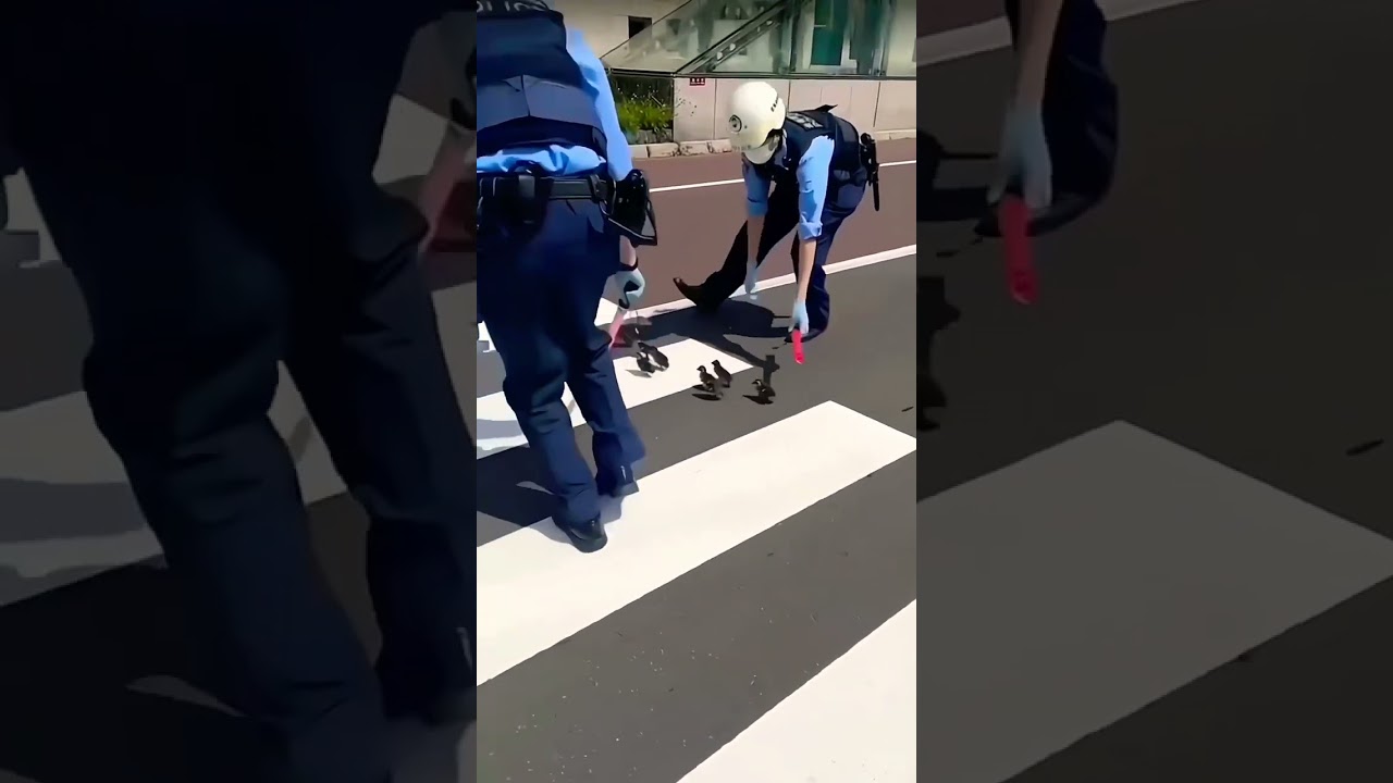 Policeman in Japan escorting Family Ducks in the Streets/Good Job