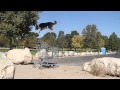 Omar's talented dog busting out some new parkour tricks (Video)