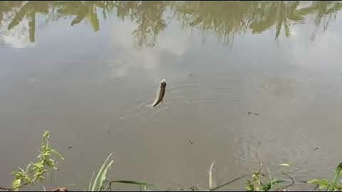 Câu cá mè vinh, cá chốt miền tây / Hai lúa săn bắt / T17