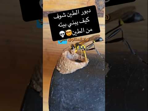 دبور الطين معلومات معلومات عامة معلومة معلومات غريبة اكسبلور ترند