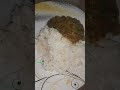 Brinjal Curry simple and easy, healthy tasty 😋 #love #vegetarian #subscribe #vegcurry #spicychutney