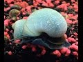 Blue Apple Snails HD