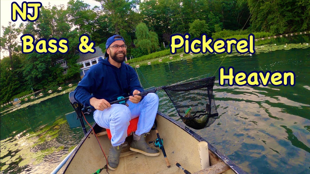 The Pickerel-Packed Lake In New Jersey