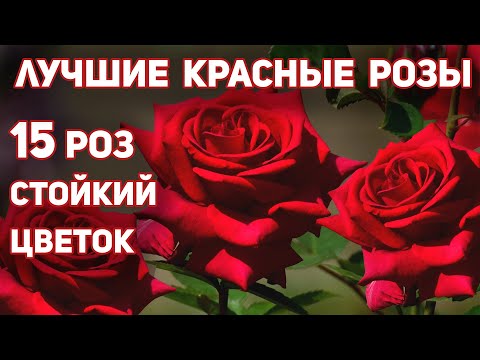 Лучшие красные розы, 15 сортов - долго держат цветок,  выразительного, запоминающегося облика.