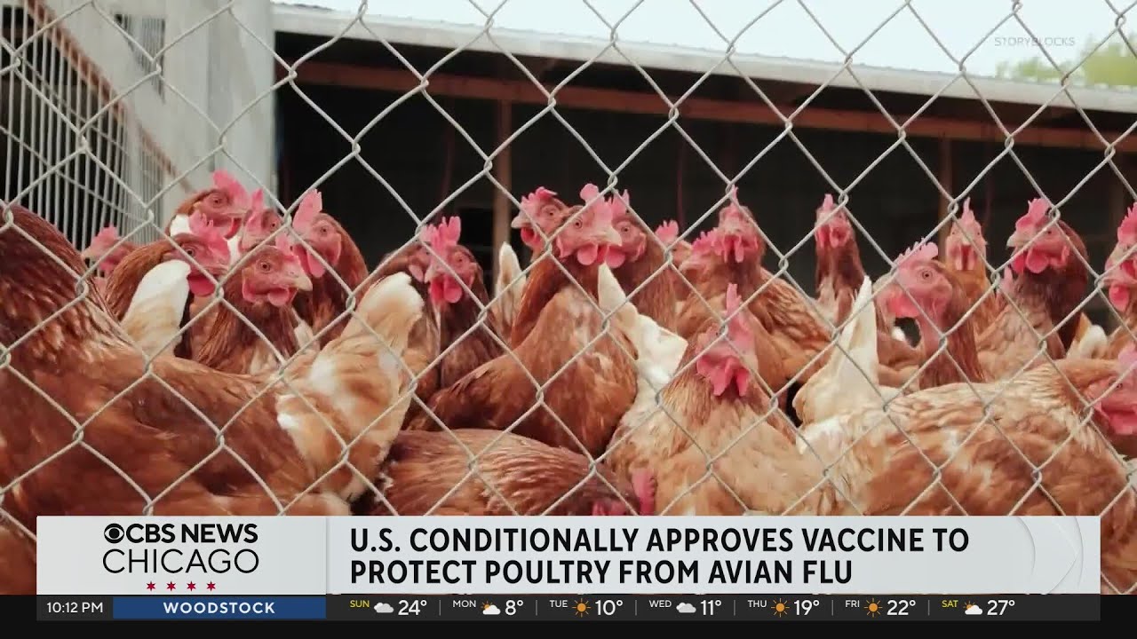 U.S. conditionally approves vaccine to protect poultry from bird flu ...