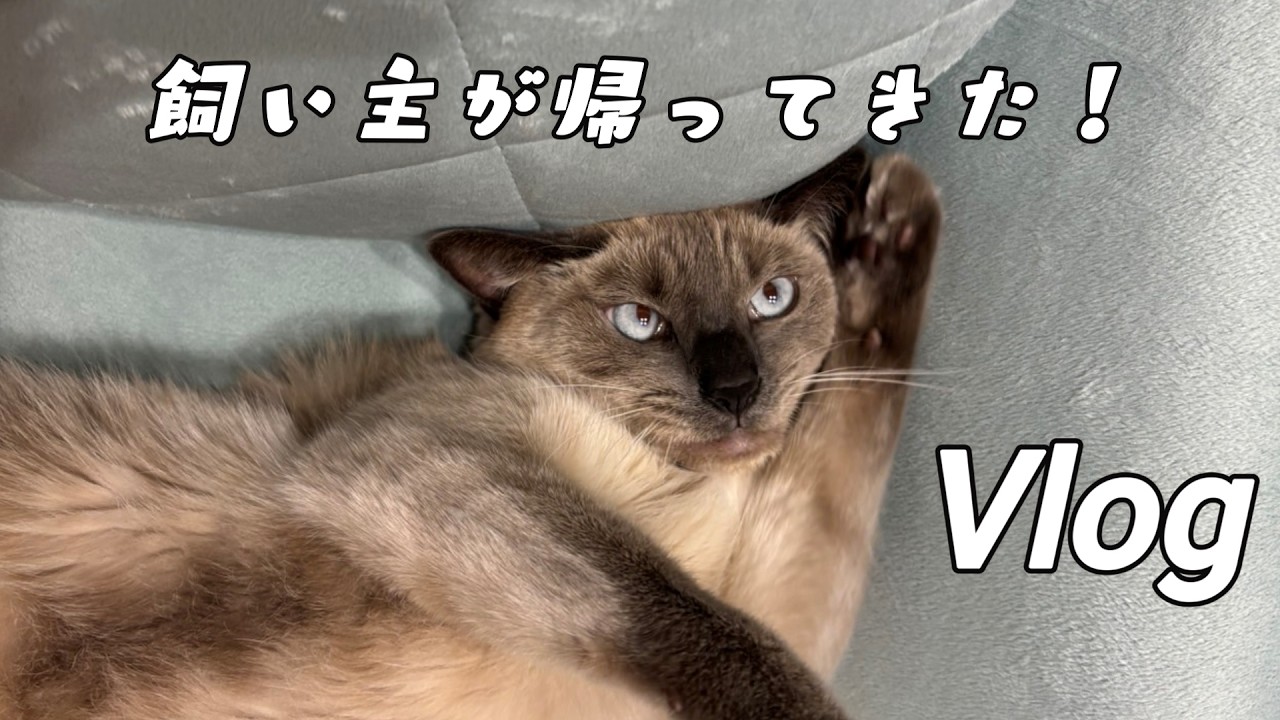 飼い主が帰ったときのシャム猫のリアル - YouTube