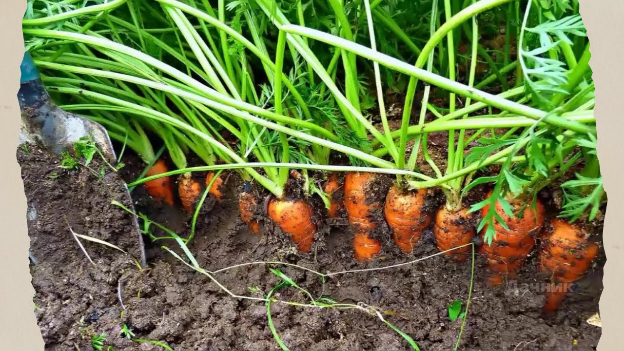 Можно ли сажать морковку. Морковь Каллисто f1. Морковь на грядке. Морковь растет на грядке. Морковь в огороде.