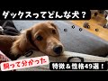 ダックスってどんな犬？特徴&性格49選【ミニチュアダックスフンド】What kind of dog is a dachshund? Traits & Personality