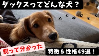 ダックスってどんな犬？特徴&amp;性格49選【ミニチュアダックスフンド】What kind of dog is a dachshund? Traits &amp; Personality