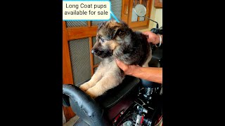 Long coat German Shepherd pups available for sale- Lucknow Uttarpradesh- 8299127782