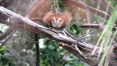 Eastern Screech Owl Takes Off for Nest Box