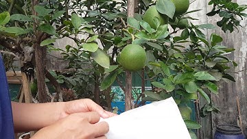 Cách bọc bưởi túi vải