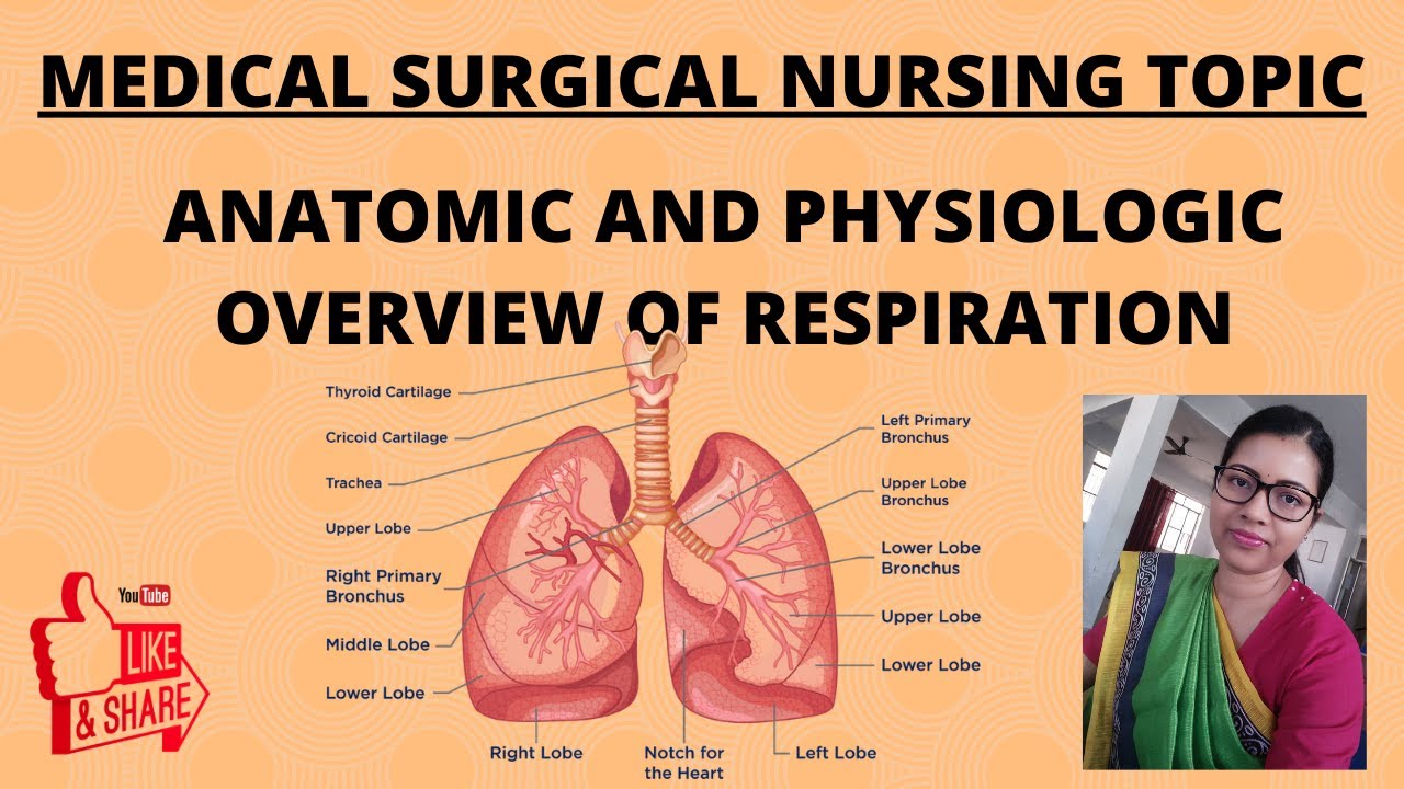 ANATOMIC AND PHYSIOLOGIC overview of Respiration l Medical- Surgical Nursing