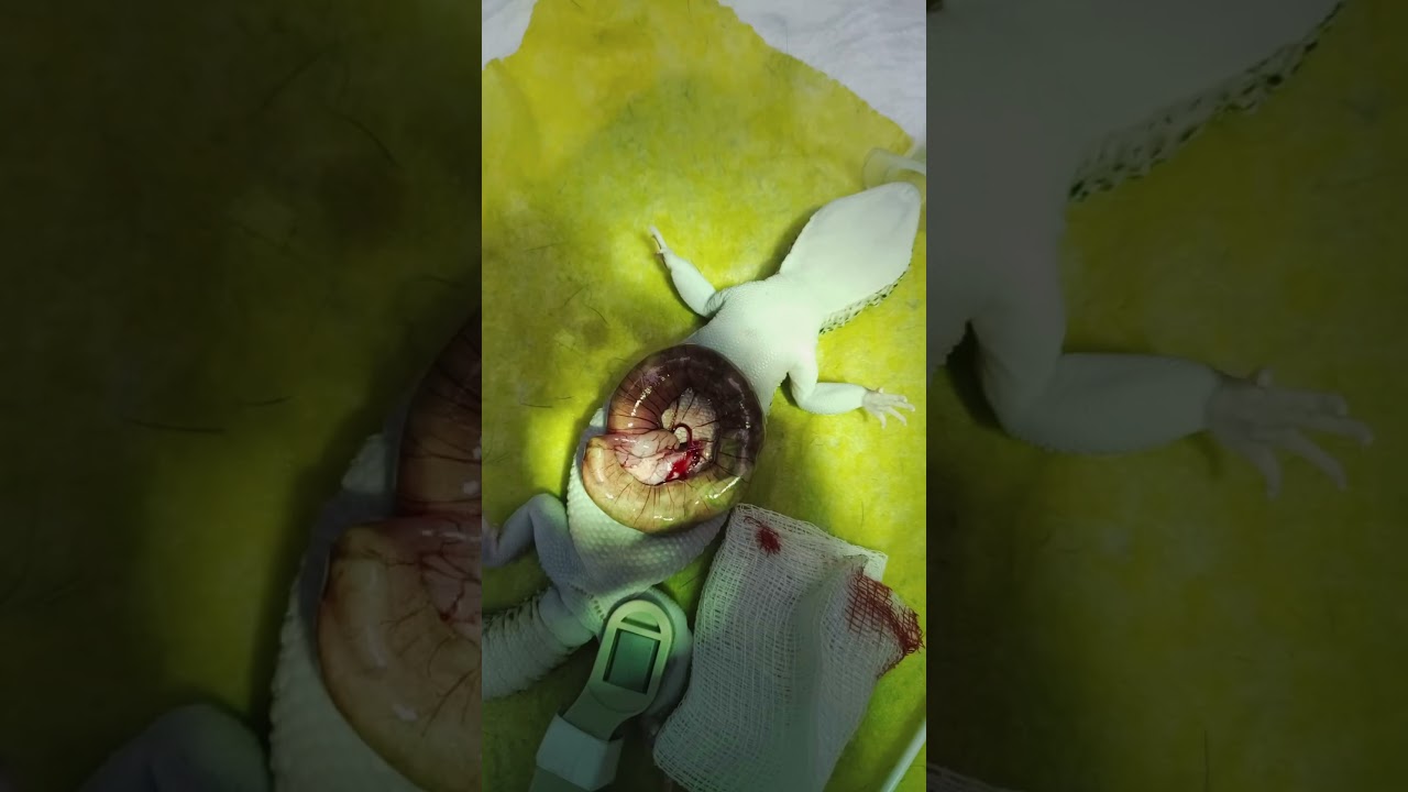 На каком грунте живет твой питомец? Он в безопасности? #геккон #эублефар #агама #бородатаяагама