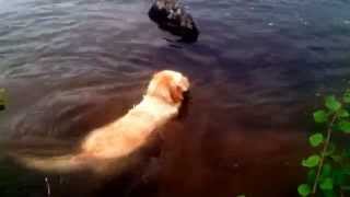 моя собака умеет так ! Dog swims under water