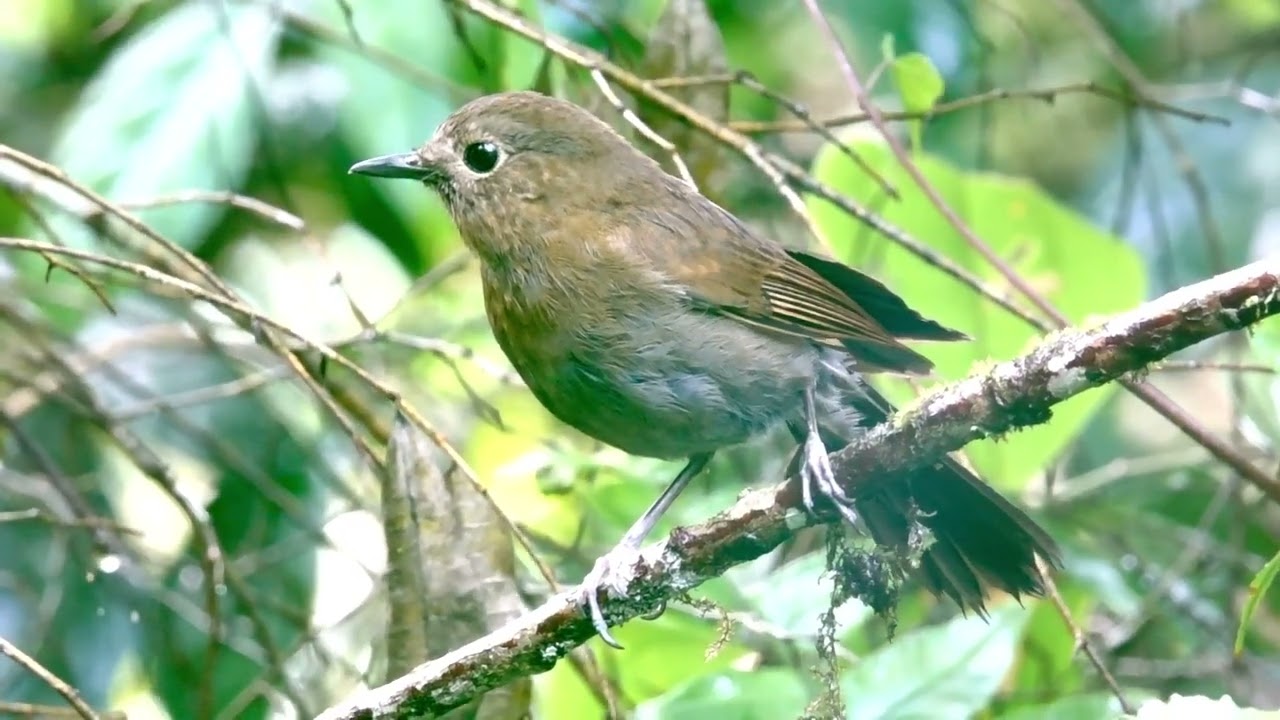 White Tailed Robin (Female)