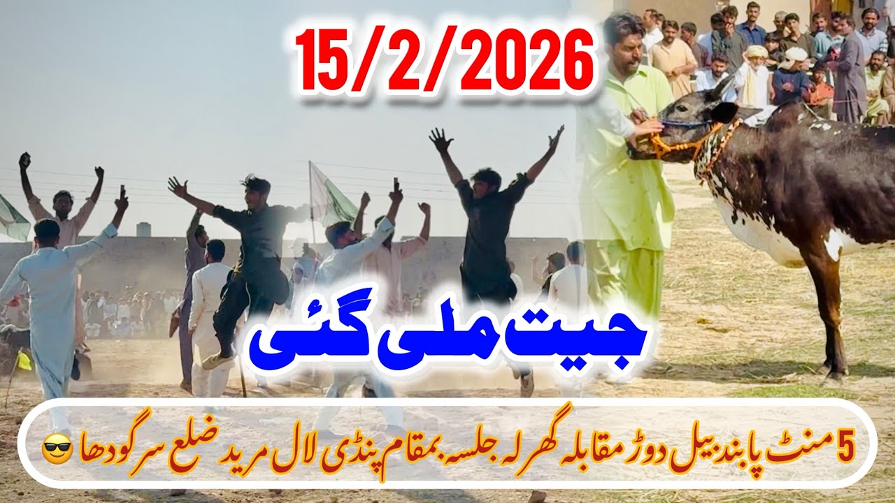 15/2/2026 New Bull Race Punjab Pakistan Sargoda😎 5 minti Bail Race