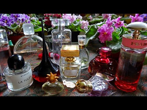 Свежесть и аромат белой розы