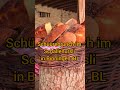 Brunch auf dem romantischen Bauernhof 🐄 Schällenursli Binningen