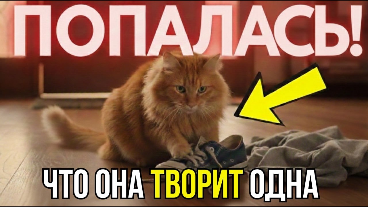 😱 Когда тебя нет дома, кошка делает ЭТО — и причина в тебе!