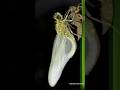 A New Life Unfolds Dragonfly Molting Moment 🥠A New Life Unfolds Dragonfly Molting Moment рџҐ