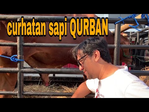 Sebelum Di Qurban Sapinya Di ajak Ngobrol