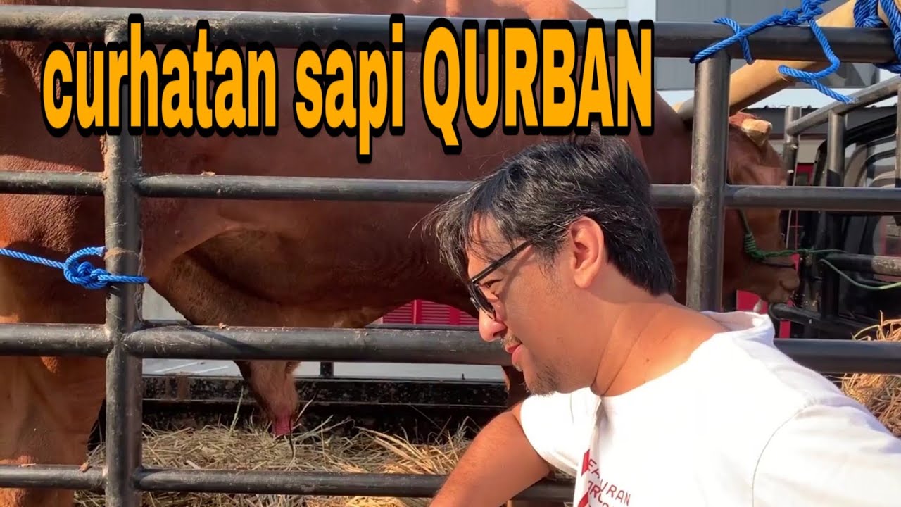 Sebelum Di Qurban Sapinya Di ajak Ngobrol