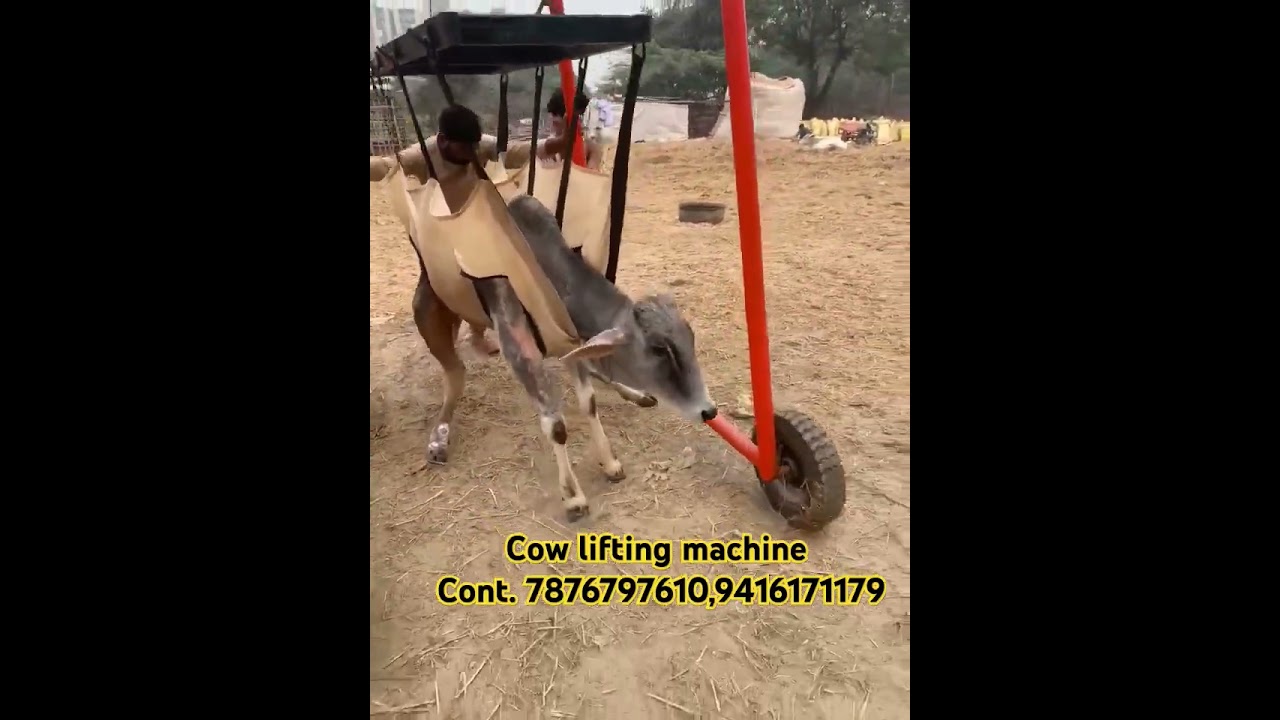 Cow lifting machine  