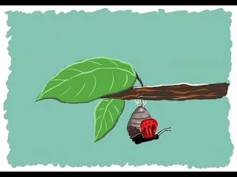 Video: Metulj Monarch: razvojne značilnosti in habitat