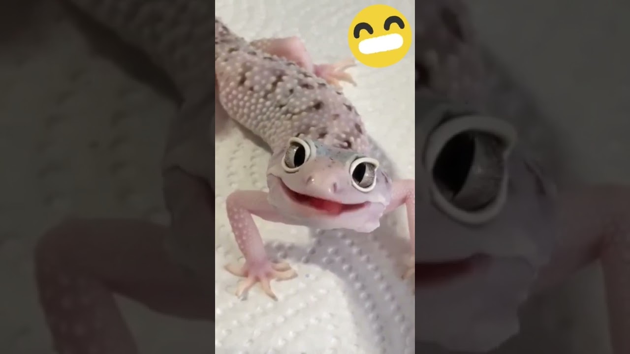 Lagartixa sorrindo pra câmera / Funny animals | 