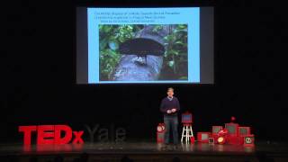 The Evolution of Beauty: Richard Prum at TEDxYale