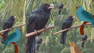 Cuckoo - Kokila  (Nightingale) Koel bird singing sound | Jo Laali - SwarnaLatha Videos screenshot 1