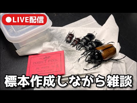 LIVE配信 標本作りながら雑談【クワガタ飼育】 - YouTube