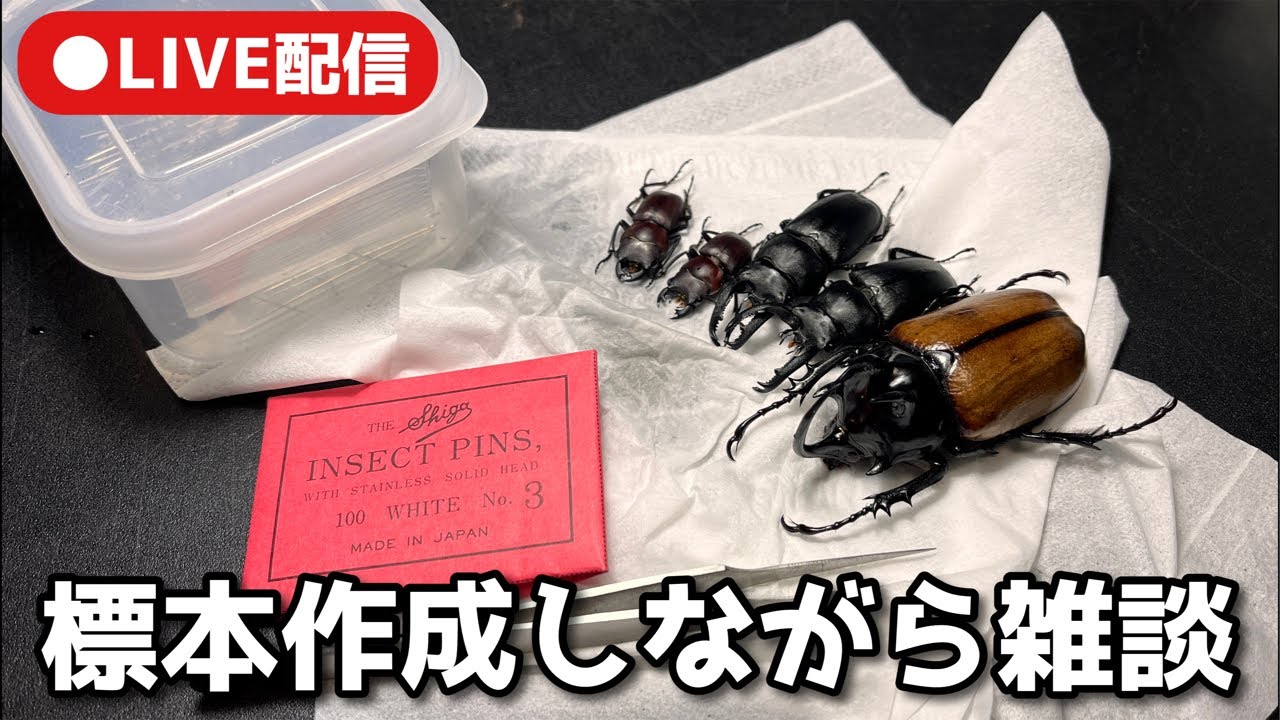 LIVE配信 標本作りながら雑談【クワガタ飼育】 - YouTube
