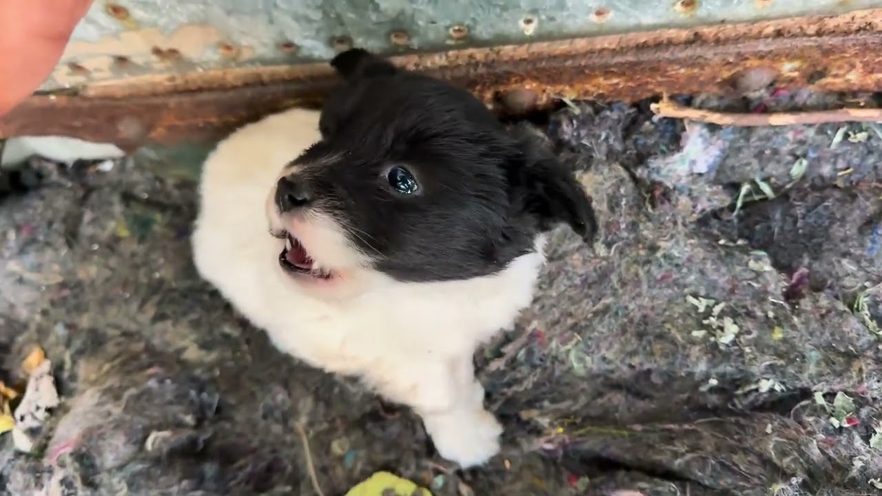 又是6只流浪小狗崽！ 