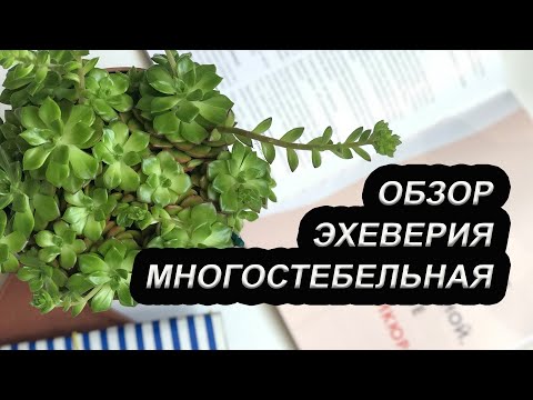 Эхеверия Многостебельная / Обрезка цветоносов