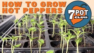 How to grow hot peppers from seed - 7 Pot Club