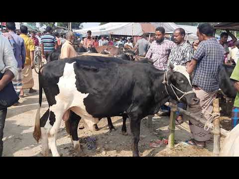 ভিডিও: কসাই