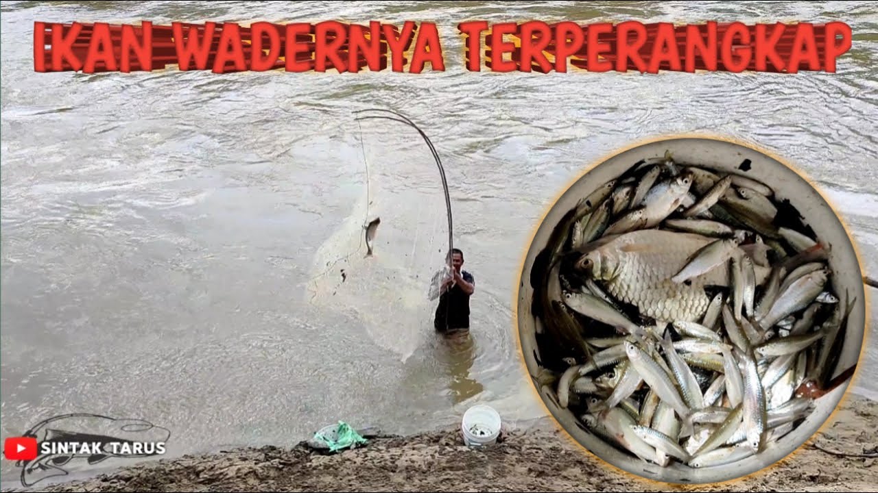MENJARING IKAN WADER DENGAN CARA KHAS KALIMANTAN 
