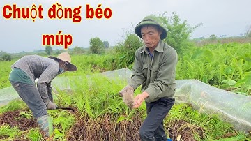 Bắt chuột đồng ở bãi cỏ hoang lâu năm toàn chuột béo múp @Săn Bắt Miền Bắc