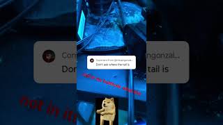 #funny #memes #fyp #shorts #shibainu #dhibainu #athiest #trending #LOL #reply #summer2026
