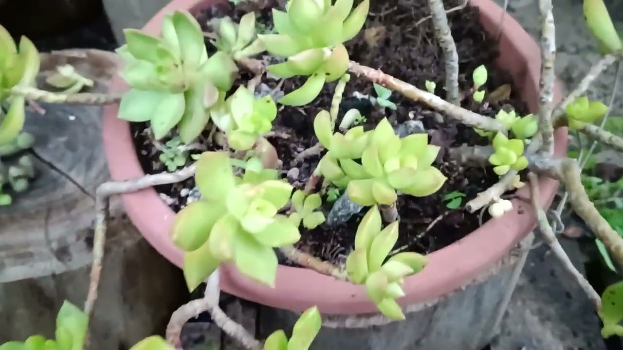 Atualização do sérum adoufe.