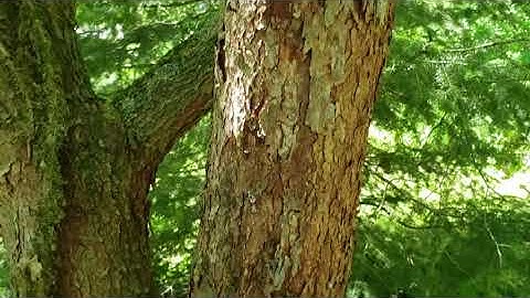 ID That Tree: Redbud