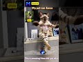 From Cuddly Cat to Dancing Star: AI Animation Turns Your Kitten Photos into Fun Videos